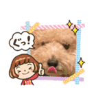 トイプー。ロコのフォトスタンプ3（個別スタンプ：33）