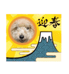 トイプー。ロコのフォトスタンプ3（個別スタンプ：38）