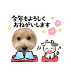 トイプー。ロコのフォトスタンプ3（個別スタンプ：39）