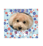 トイプー。ロコのフォトスタンプ3（個別スタンプ：40）