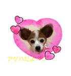 パピヨンのアゲハ＆ビッキー♡（個別スタンプ：1）
