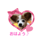パピヨンのアゲハ＆ビッキー♡（個別スタンプ：2）