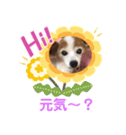 パピヨンのアゲハ＆ビッキー♡（個別スタンプ：4）