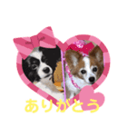 パピヨンのアゲハ＆ビッキー♡（個別スタンプ：8）