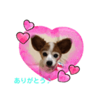 パピヨンのアゲハ＆ビッキー♡（個別スタンプ：9）