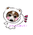 パピヨンのアゲハ＆ビッキー♡（個別スタンプ：11）