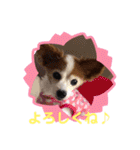 パピヨンのアゲハ＆ビッキー♡（個別スタンプ：12）