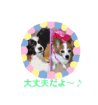 パピヨンのアゲハ＆ビッキー♡（個別スタンプ：15）