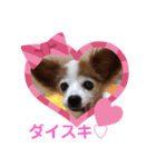 パピヨンのアゲハ＆ビッキー♡（個別スタンプ：17）