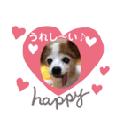 パピヨンのアゲハ＆ビッキー♡（個別スタンプ：18）