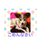 パピヨンのアゲハ＆ビッキー♡（個別スタンプ：20）
