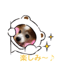 パピヨンのアゲハ＆ビッキー♡（個別スタンプ：22）