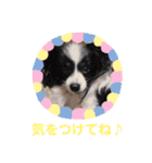 パピヨンのアゲハ＆ビッキー♡（個別スタンプ：23）