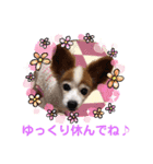 パピヨンのアゲハ＆ビッキー♡（個別スタンプ：25）