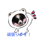 パピヨンのアゲハ＆ビッキー♡（個別スタンプ：27）