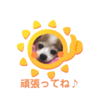 パピヨンのアゲハ＆ビッキー♡（個別スタンプ：28）