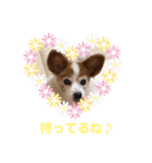 パピヨンのアゲハ＆ビッキー♡（個別スタンプ：29）