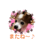 パピヨンのアゲハ＆ビッキー♡（個別スタンプ：31）