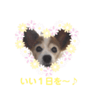 パピヨンのアゲハ＆ビッキー♡（個別スタンプ：32）