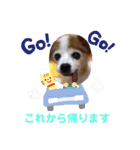 パピヨンのアゲハ＆ビッキー♡（個別スタンプ：33）