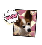 パピヨンのアゲハ＆ビッキー♡（個別スタンプ：36）