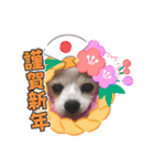 パピヨンのアゲハ＆ビッキー♡（個別スタンプ：37）