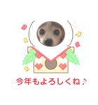 パピヨンのアゲハ＆ビッキー♡（個別スタンプ：38）