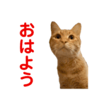 猫のニックのスタンプ（個別スタンプ：1）