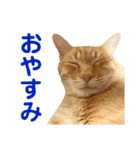猫のニックのスタンプ（個別スタンプ：2）