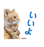 猫のニックのスタンプ（個別スタンプ：3）