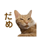 猫のニックのスタンプ（個別スタンプ：4）