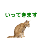 猫のニックのスタンプ（個別スタンプ：5）