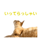 猫のニックのスタンプ（個別スタンプ：6）