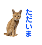 猫のニックのスタンプ（個別スタンプ：7）