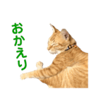 猫のニックのスタンプ（個別スタンプ：8）