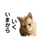 猫のニックのスタンプ（個別スタンプ：9）