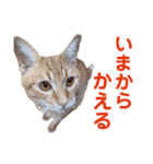 猫のニックのスタンプ（個別スタンプ：10）