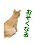 猫のニックのスタンプ（個別スタンプ：13）