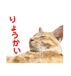 猫のニックのスタンプ（個別スタンプ：14）