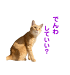 猫のニックのスタンプ（個別スタンプ：16）