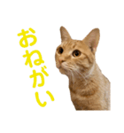 猫のニックのスタンプ（個別スタンプ：18）