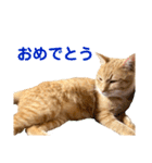 猫のニックのスタンプ（個別スタンプ：19）