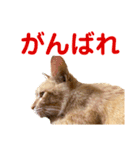 猫のニックのスタンプ（個別スタンプ：20）