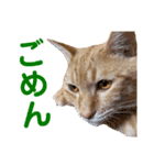 猫のニックのスタンプ（個別スタンプ：23）