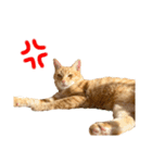 猫のニックのスタンプ（個別スタンプ：24）