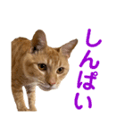 猫のニックのスタンプ（個別スタンプ：25）