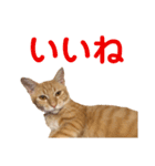 猫のニックのスタンプ（個別スタンプ：26）