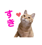猫のニックのスタンプ（個別スタンプ：27）
