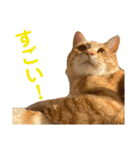 猫のニックのスタンプ（個別スタンプ：29）