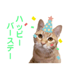 猫のニックのスタンプ（個別スタンプ：30）
